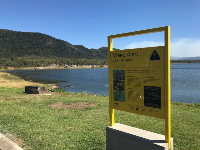 Warning sign for Mimosa pigra invasive weed at the waters edge of Lake Proserpine.